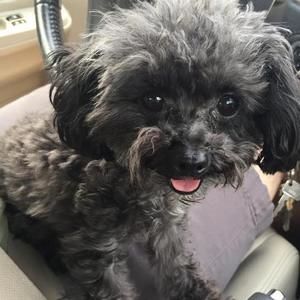 Meet your Posher, Shayna